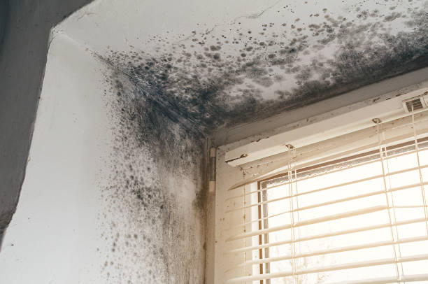 Affordable Mold Removal solutions in Silver Spring, MD