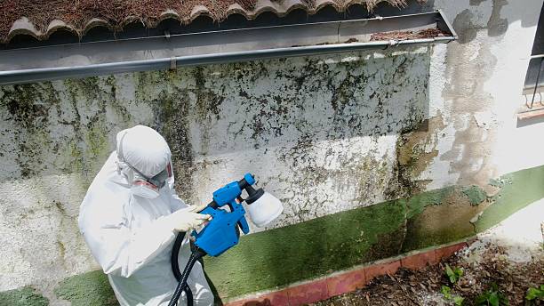 Top rated local Mold Removal specialists in Silver Spring, MD